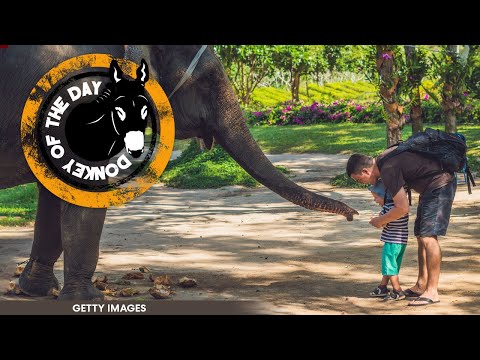 Dumb Dad Arrested After Bringing Toddler Into Elephant Habitat For Selfie Op