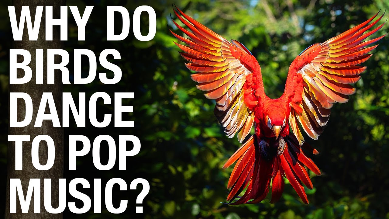 Why Do Birds Dance to Pop Music? [Can they feel the beat?]