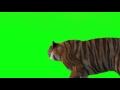 Green Screen Tiger Effect Part 1