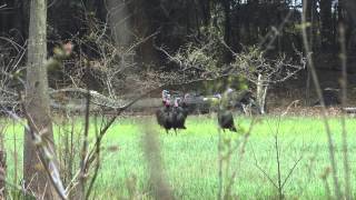 preview picture of video 'Turkey Hunt in Georgia'