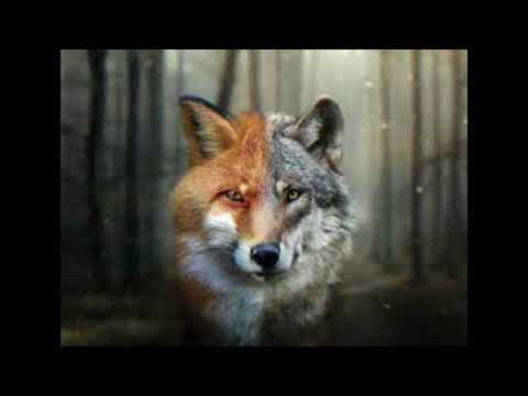 Lobo Malo ❌ Persy❌ Dj Yom - No La Busques-(Remix Official)