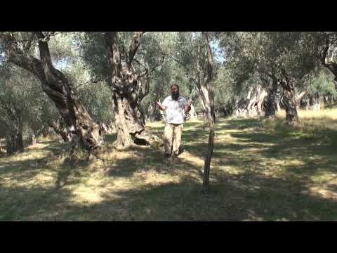 Sureja TIN - Hoxhë Bekir Halimi