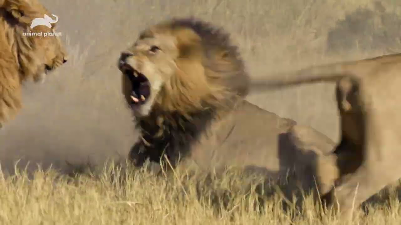 4月おすすめ番組｜アニマルプラネット（テレビ）