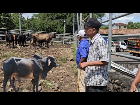 Caña Rica Negosiando El Mejor Toro Del Tiangue de Nuevo eden de San Juan /El Buen Salvadoreño 
