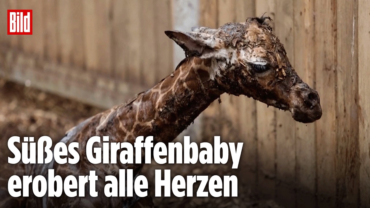Baby-Giraffe im Kopenhagen-Zoo: Zwei Meter groß und wackelig auf den Beinen