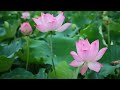 Nee Varumpodhu Nan Maraivena Tamil WhatsApp Status Rain