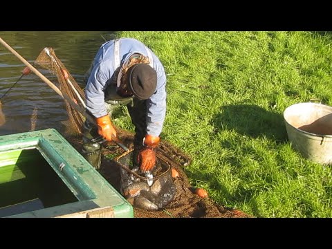 Tigerørred til fiskerne / Tigerforellen für die Angler / Tiger trout for the anglers