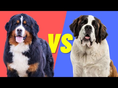 Saint Bernard VS Bernese Mountain Dog - Pros and Cons of the two Dog Breeds