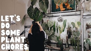 getting my plant room organized, tending to sad rehabs and moving plants around!
