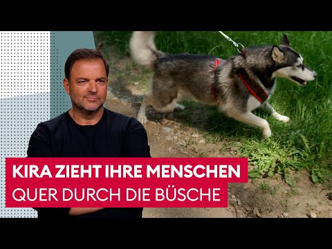 A Husky with lots of energy | The Dog Expert