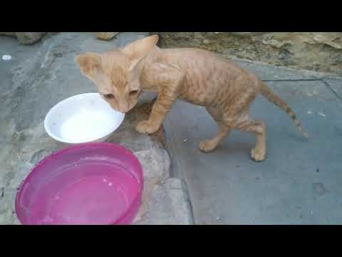 how to care of kittens without mother | Brownie makes breakfast early in the morning.@Robin Seplut