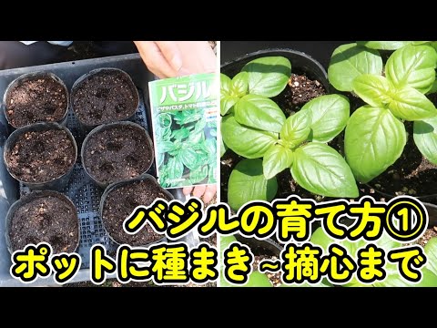 女王の名誉のために