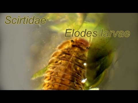 Scirtidae Elodes larvae