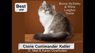 ACFA 2020 IA Awards - top 20 Household Pets