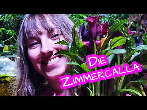 Die Zimmercalla 🌺🌿 Zantedeschia Aethiopica