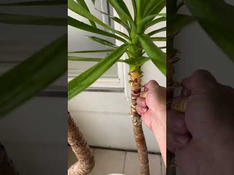 屋外のユッカを維持するにはどうすればよいですか?魔法の開花のチュートリアル!  庭園