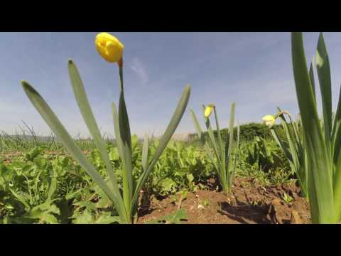 La flor del narciso en la huerta