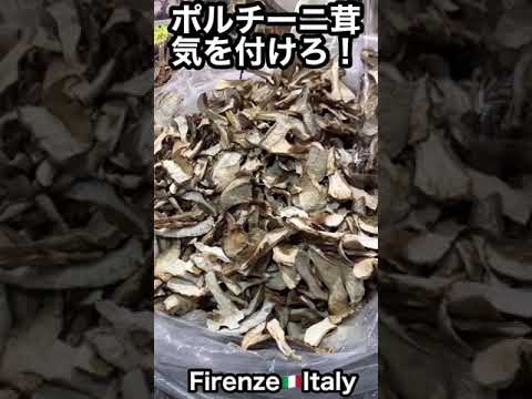 園芸 キノコ、ポルチーニ茸、ポルチーニ茸