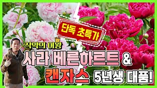 [댓글이벤트, 단독 초특가] 작약의 여왕 ! 사라 베른하르트, 캔자스 5년생대품!