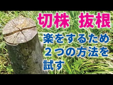 木の根による被害とその回避方法 トピックス