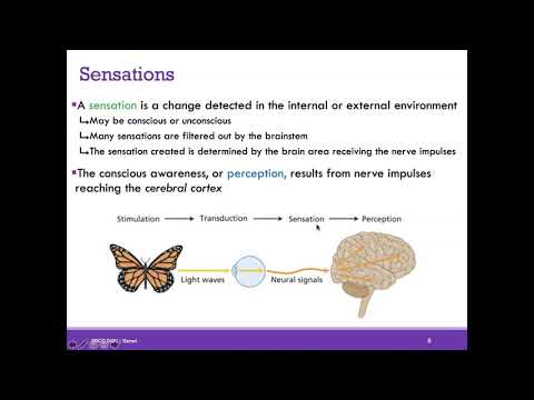 AP1 Online | Chapter 16: Senses (Part 1)