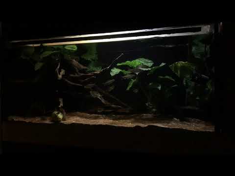 African Redeye Tetra playing with the current