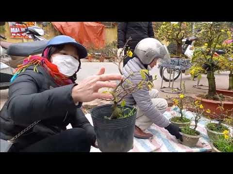 Chợ hoa Thị Trấn Thường Tín 26 tết Quý Mão 2023. Chợ hoa rất phong phú@nhacsiquoctuanthuongtin3922