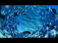 REUPLOAD Finding Nemo USA DVD Menu Walkthrough Disc 1