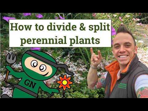 How to divide and split perennial plants