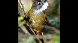 Download lagu Pancingan cucak jenggot atau kapas tembak ngerol panjang mp3