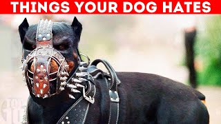 10 Things You Do That Dogs Secretly Hate