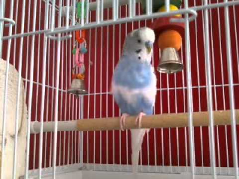 Jesse the budgie singing - 4 minutes of excitement :))