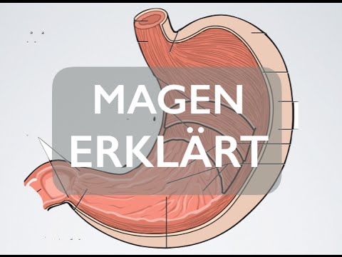 Magen - Organ | Medizin Grundlagen