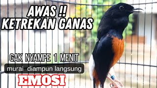 Download lagu murai batu FIGHTER KETREKAN GANAS !! cocok buat PANCINGAN murai batu bengong langsung NYAUT mp3