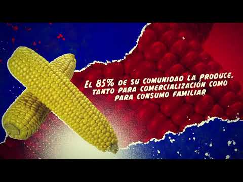 Fiesta del choclo en Colonia Victoria