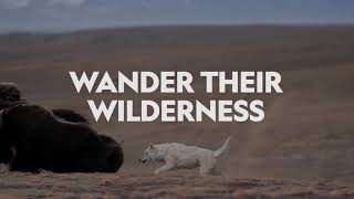 Kingdom Of The White Wolf | Nat Geo Wild