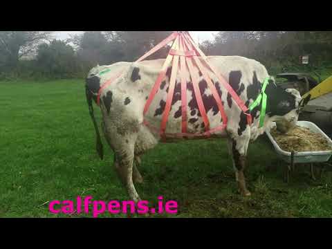 Cow Lifting Harness - Free Delivery - Image 2