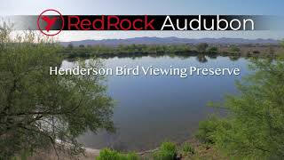 Red Rock Audubon   Henderson Bird Viewing Preserve