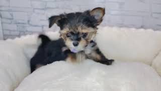 ハーフ犬の動画01