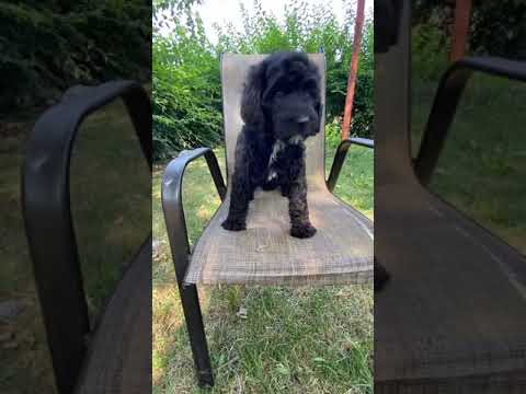 Ruru is having fun at the yard on his 8 weeks