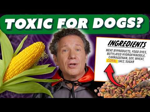 Vet's Guide: TOP 10 Most TERRIFYING Ingredients Lurking in Dog Food!