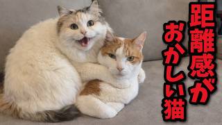 【迷惑系】完全に距離感がバグってる猫