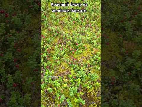 фото брусника лесная свежая 0