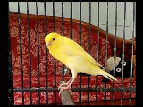 download lagu mp3 mp4 Masteran Kenari Nembak Rapat Mp3, download lagu Masteran Kenari Nembak Rapat Mp3 gratis, unduh video klip Masteran Kenari Nembak Rapat Mp3