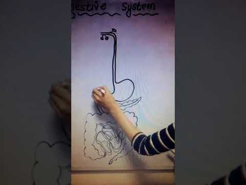 Let’s Draw Digestive System