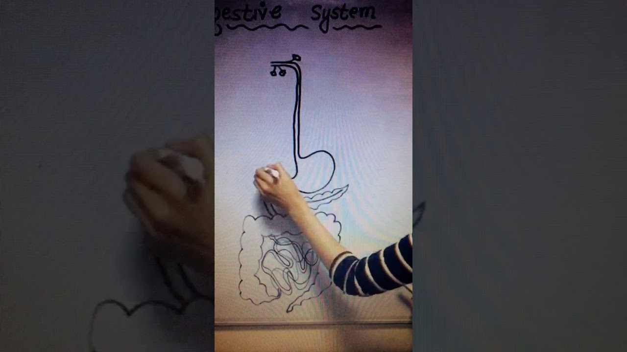 Let’s Draw Digestive System