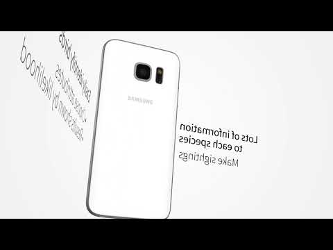 All Birds Netherlands - A Sunb Video