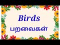 Birds Birds Name In Tamil And English பறவைகள்