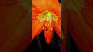 Download lagu Ang ganda ng orange na flowers #shorts #viral #flowers #trending #gardenflowers mp3