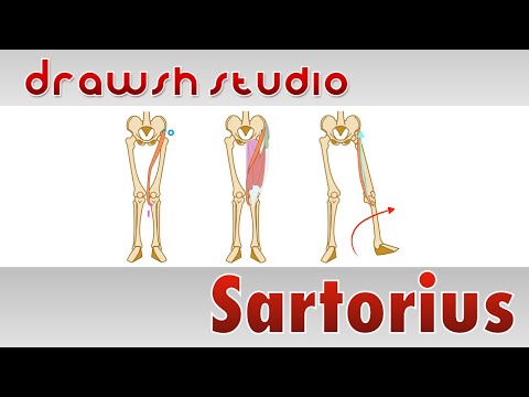 The Sartorius Muscle